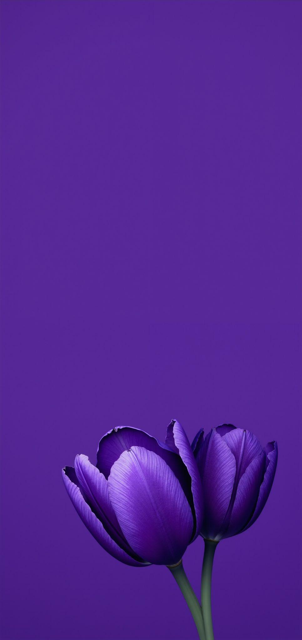 Beautiful Flower 4K
