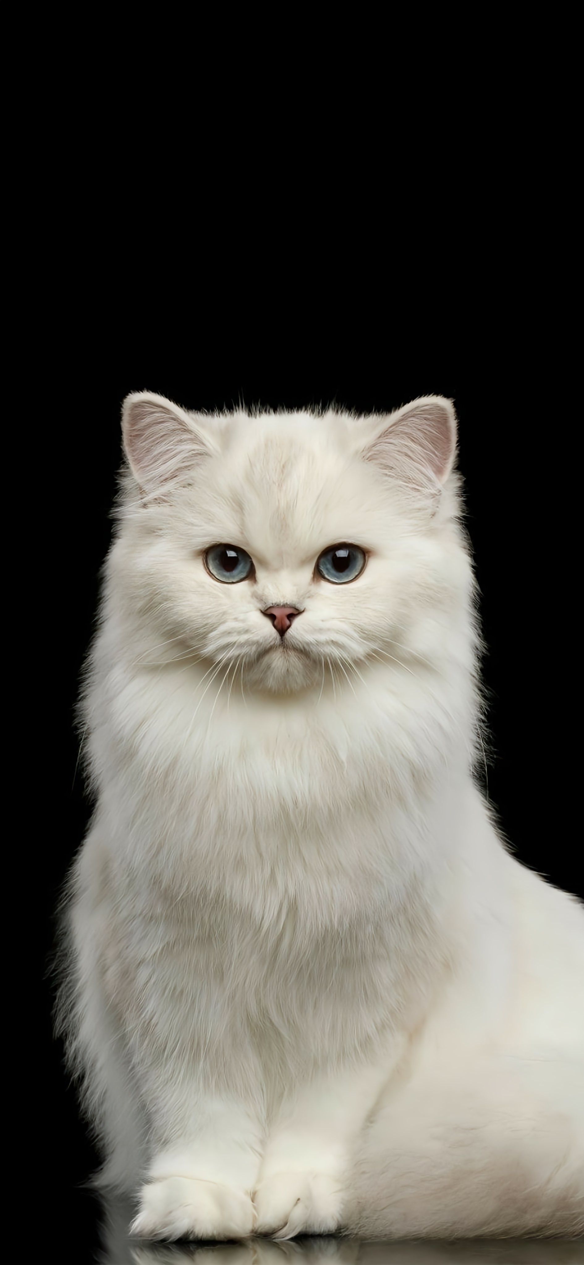 Fluffy Chinchilla Persian Cat Portrait in Studio