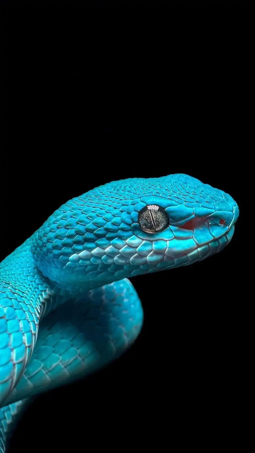 Blue Turquoise Snake Close Up Portrait
