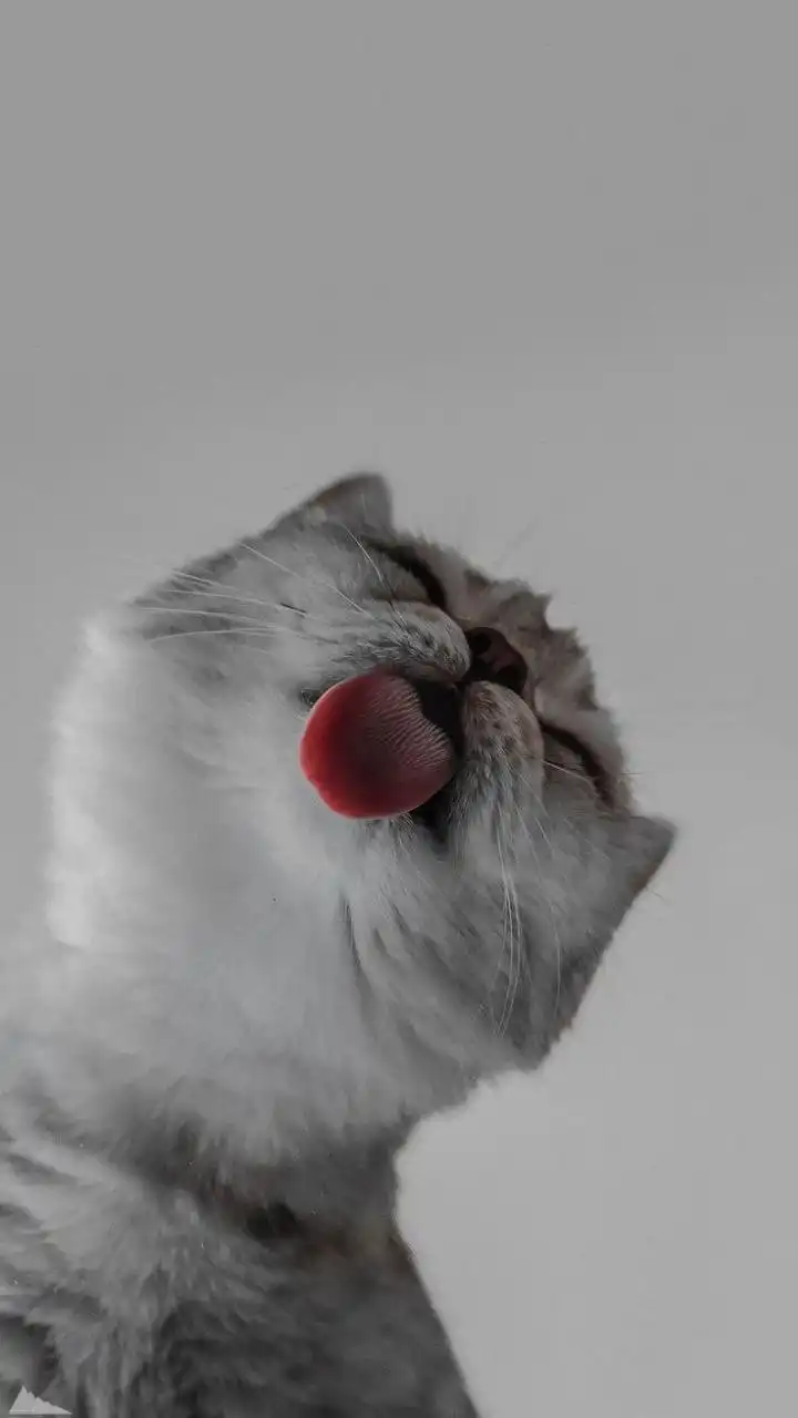 Cute Silver Cat Licking Nose Close Up