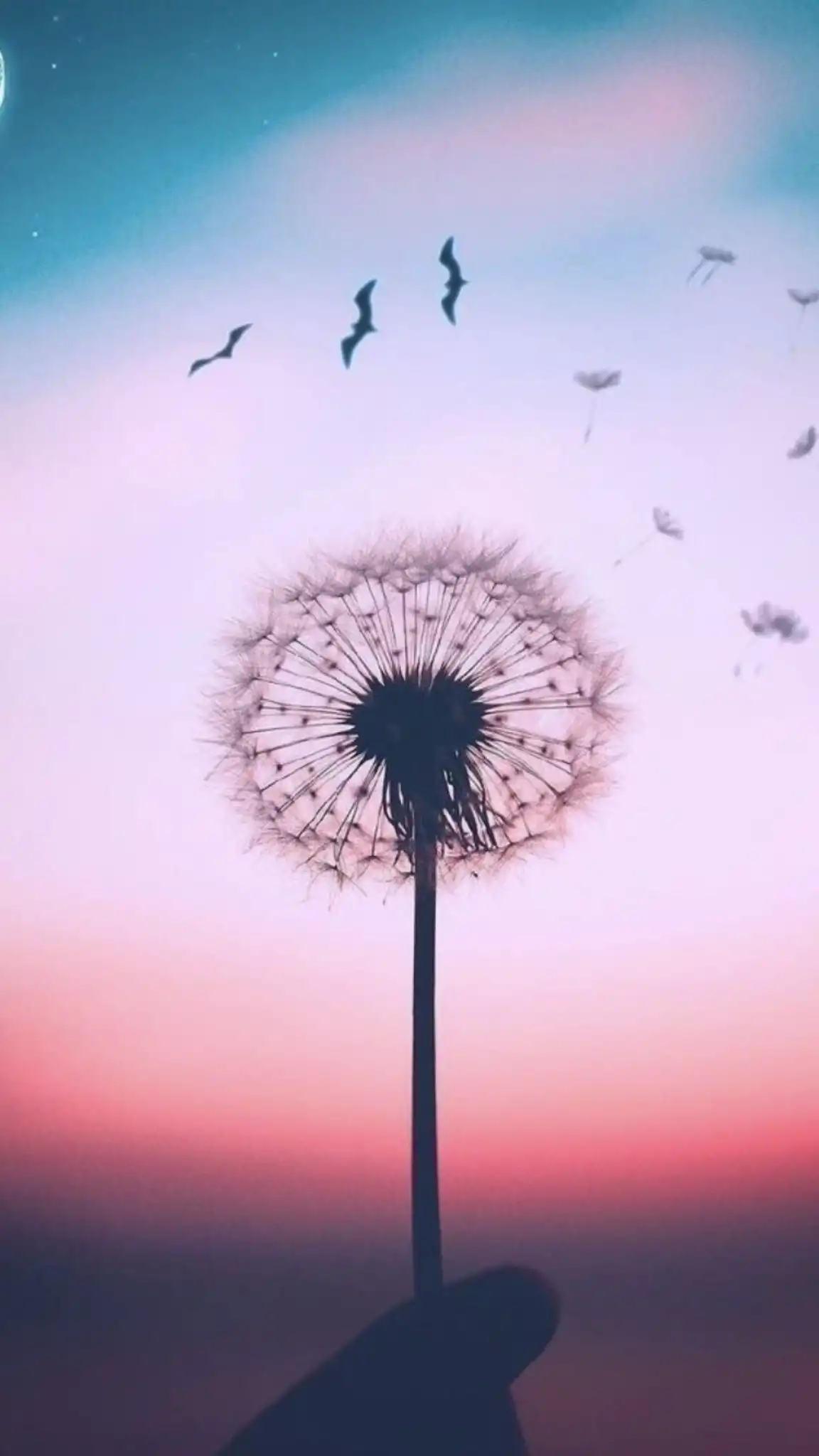 Dandelion Silhouette Against Pink Sunset Sky