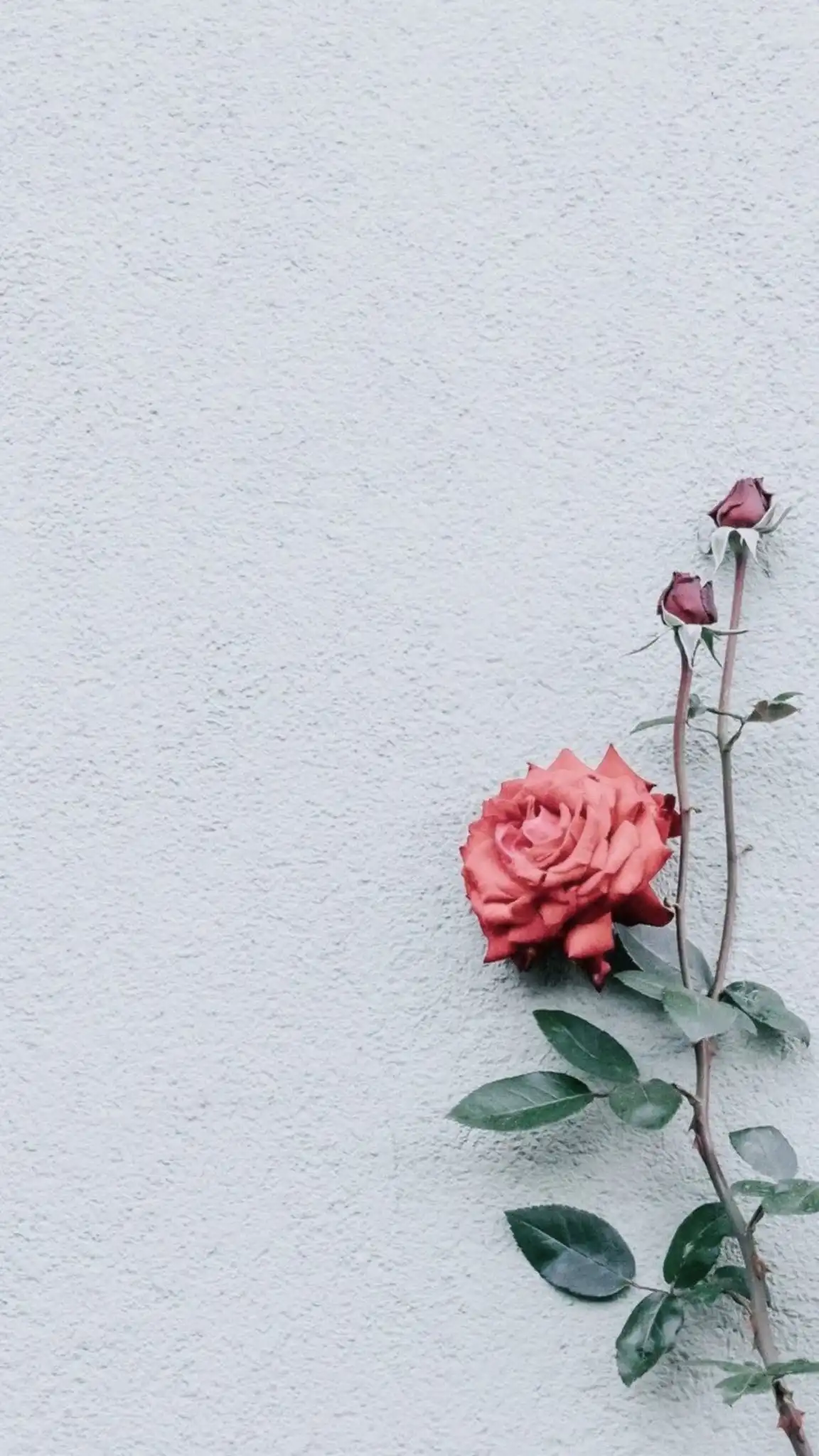Single Coral Rose on Textured Gray Wall