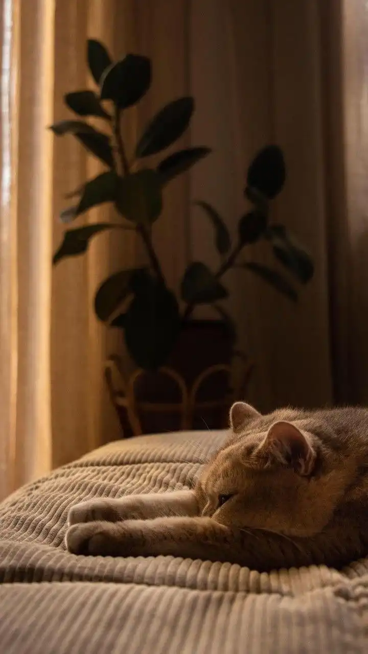 Sleeping Cat on Cozy Bed with Houseplant