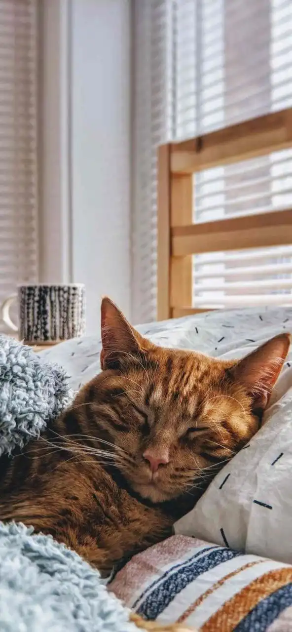 Sleeping Orange Tabby Cat in Cozy Bed