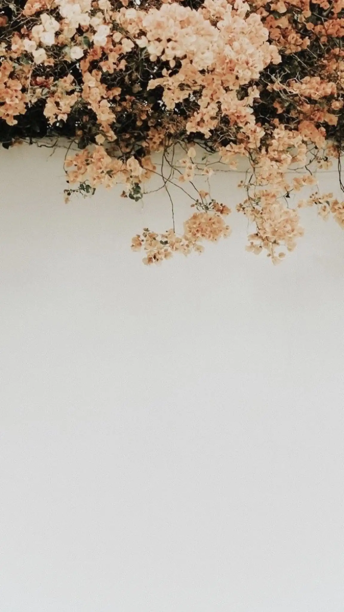 Soft Peach Bougainvillea Cascading Over White Wall
