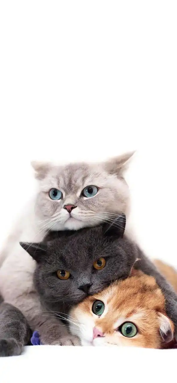 Three British Shorthair Cats Stacked Cute