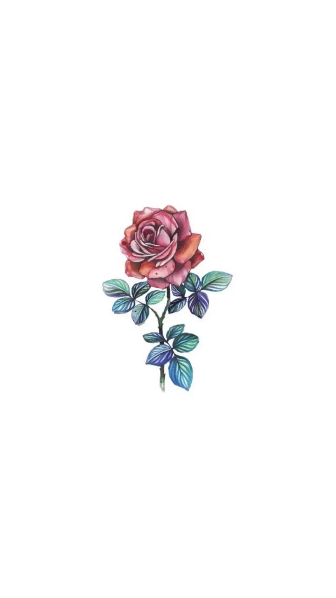 Watercolor Pink Rose Minimalist HD